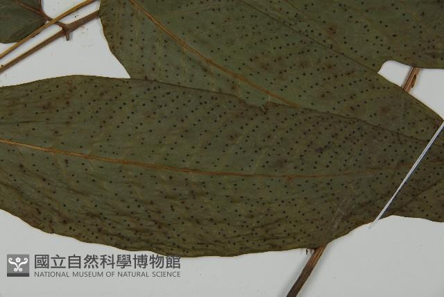 南投三叉蕨藏品圖，第4張