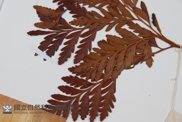 闊葉骨碎補藏品圖，第4張