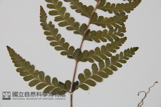 團羽鱗蓋蕨藏品圖，第4張