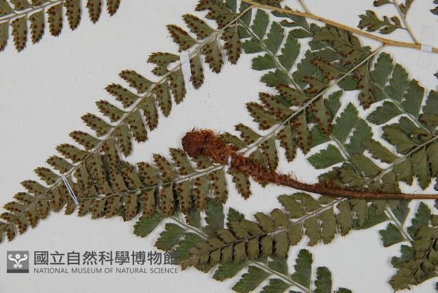 斜方複葉耳蕨藏品圖，第4張
