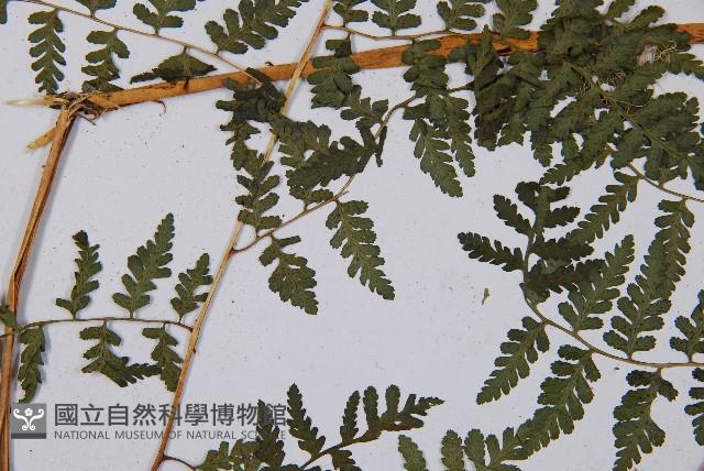 假冷蕨藏品圖，第4張