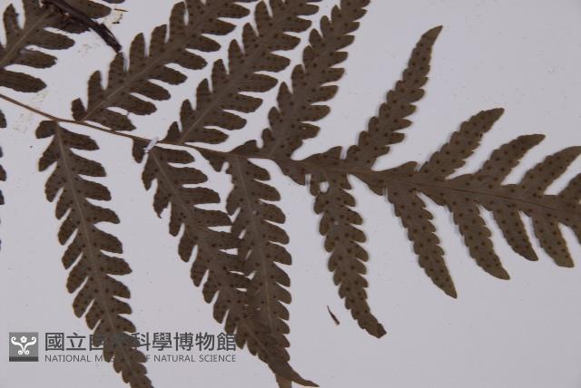 薄葉擬肋毛蕨藏品圖，第4張