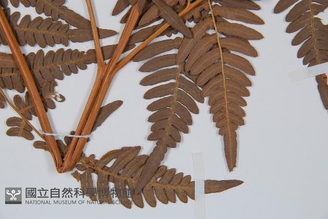 蕨藏品圖，第4張