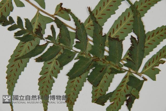 鋸齒雙蓋蕨、線葉雙蓋蕨、刺鱗雙蓋蕨藏品圖，第4張