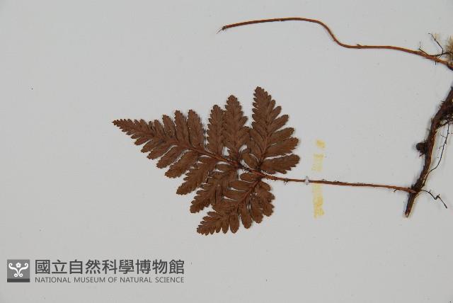 陰石蕨藏品圖，第4張