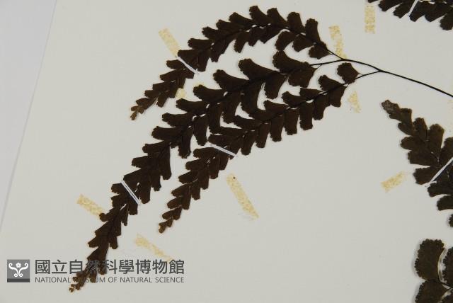 長尾鐵線蕨藏品圖，第4張