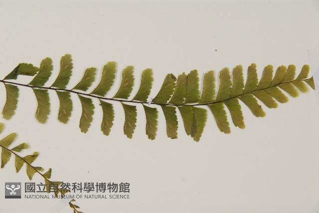 Accession Number:P011547 Collection Image, Figure 4, Total 5 Figures