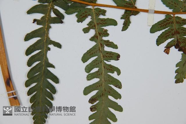 擬德氏雙蓋蕨藏品圖，第4張
