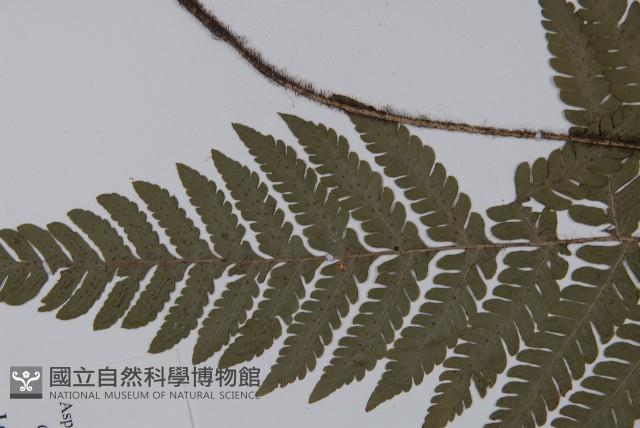 愛德氏肋毛蕨藏品圖，第3張