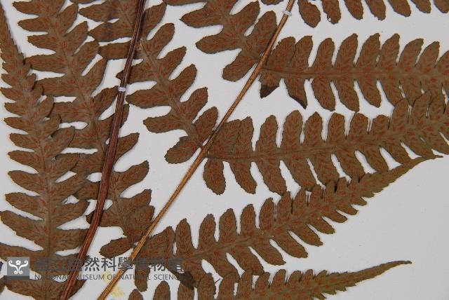 假蹄蓋蕨、東洋蹄蓋蕨藏品圖，第4張