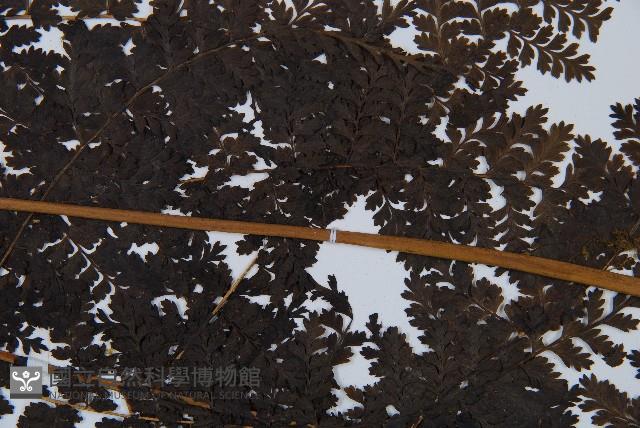 稀子蕨藏品圖，第4張