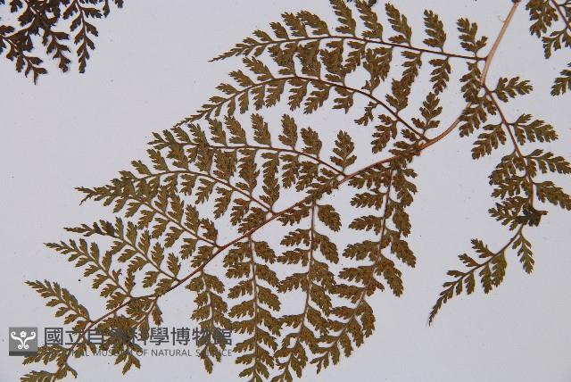 登錄號:P003647藏品圖，第4張