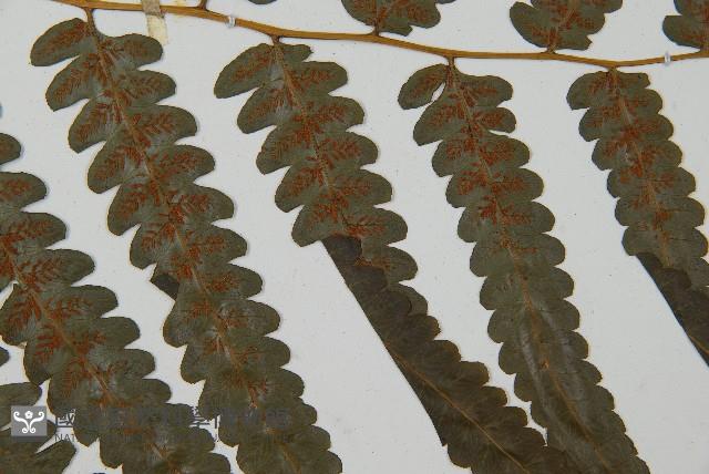 毛柄短腸蕨藏品圖，第4張