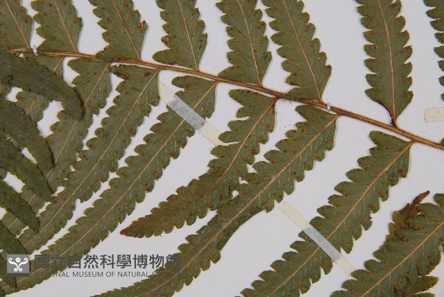 邊緣鱗蓋蕨藏品圖，第4張