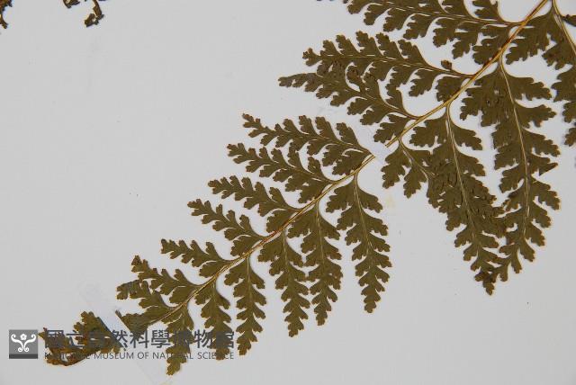 華南鱗蓋蕨藏品圖，第4張