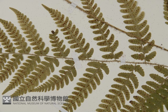 愛德氏肋毛蕨藏品圖，第4張