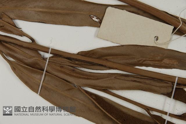 鹵蕨藏品圖，第7張