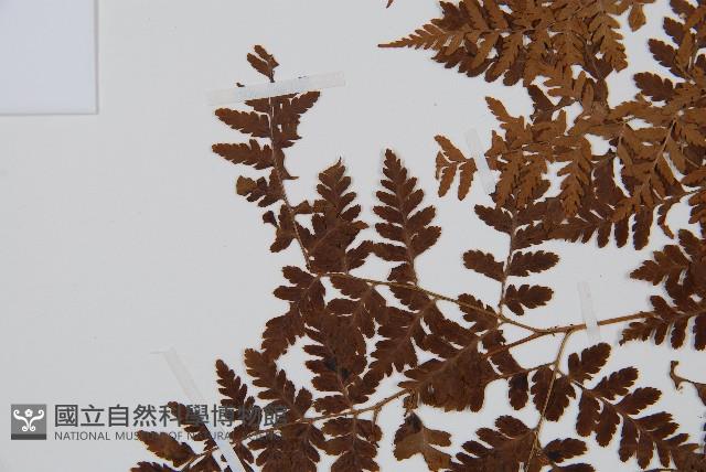 中華鱗毛蕨藏品圖，第4張