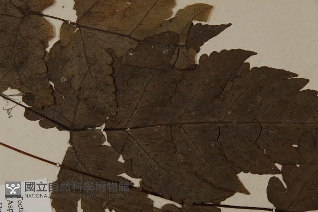 陰地三叉蕨藏品圖，第4張