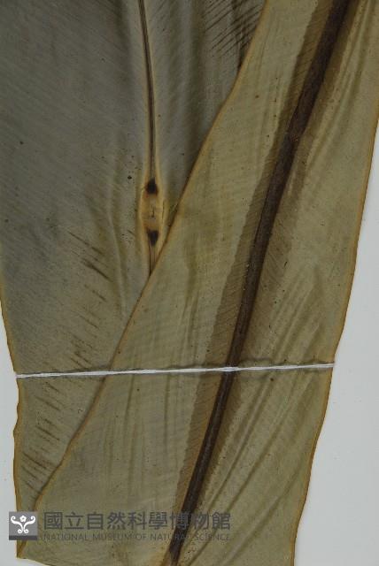 山蘇花藏品圖，第4張