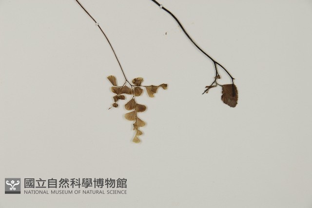 扇葉鐵線蕨藏品圖，第3張