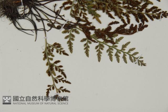 深山鐵角蕨藏品圖，第6張