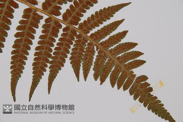 東洋蹄蓋蕨藏品圖，第4張