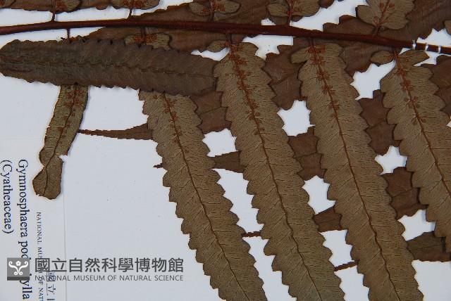 Accession Number:P001247 Collection Image, Figure 4, Total 5 Figures