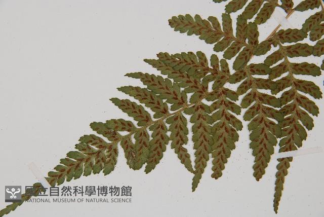 阿里山蹄蓋蕨藏品圖，第4張