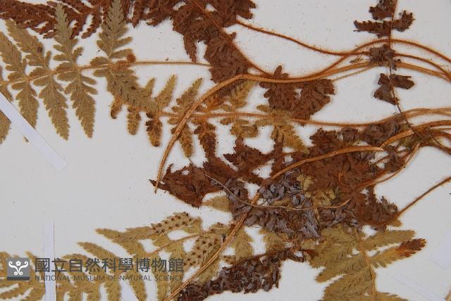 Accession Number:P002977 Collection Image, Figure 4, Total 5 Figures