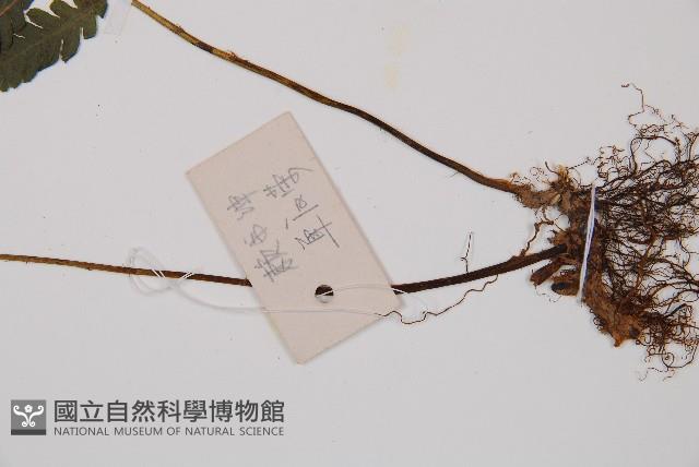 江南短腸蕨藏品圖，第3張