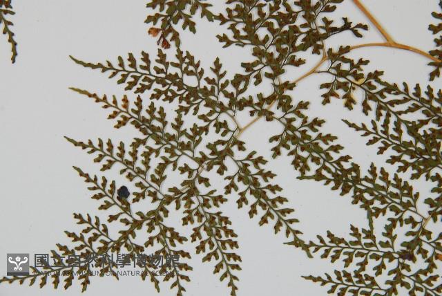 彎柄假複葉耳蕨藏品圖，第4張