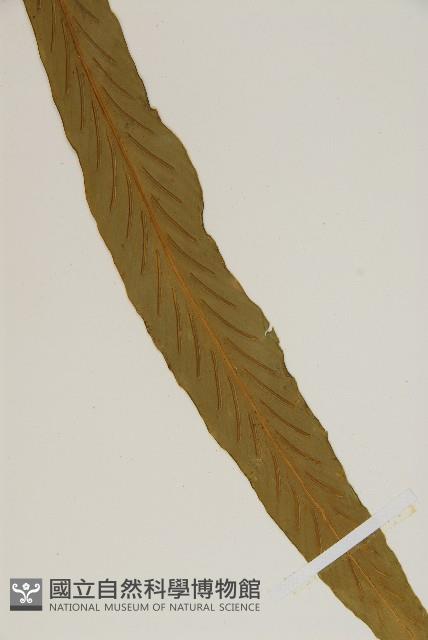 劍葉鐵角蕨、箭葉鐵角蕨藏品圖，第4張