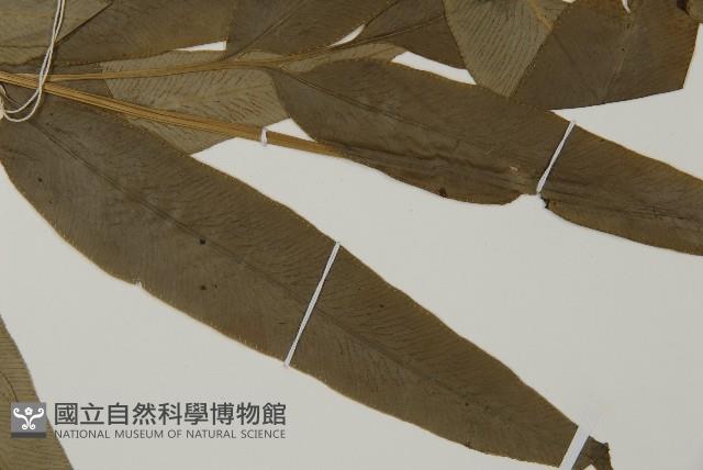 日本鳳丫蕨藏品圖，第4張