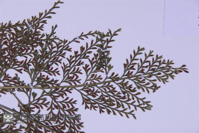 尖葉鐵角蕨藏品圖，第4張