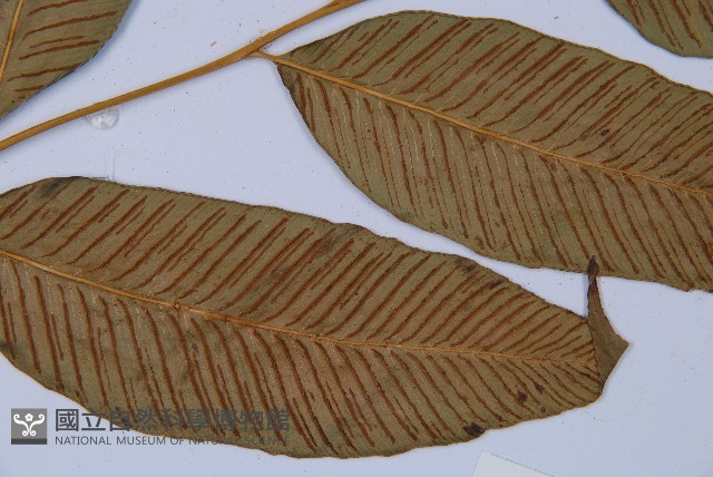 細柄雙蓋蕨藏品圖，第4張
