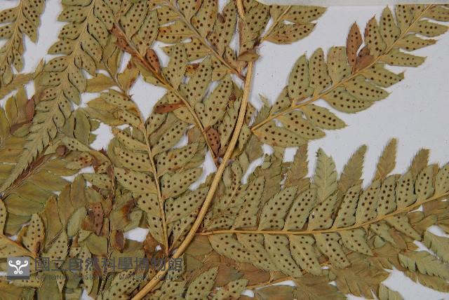 登錄號:P003777藏品圖，第4張