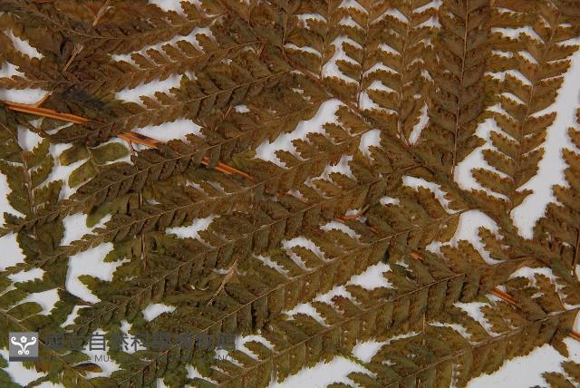 粗毛鱗蓋蕨藏品圖，第4張