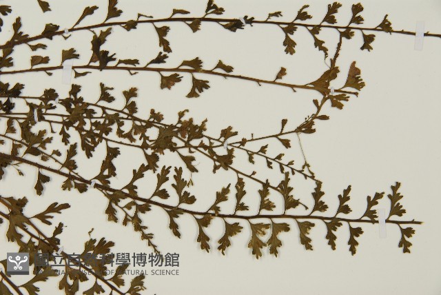 鱗柄鐵角蕨藏品圖，第4張