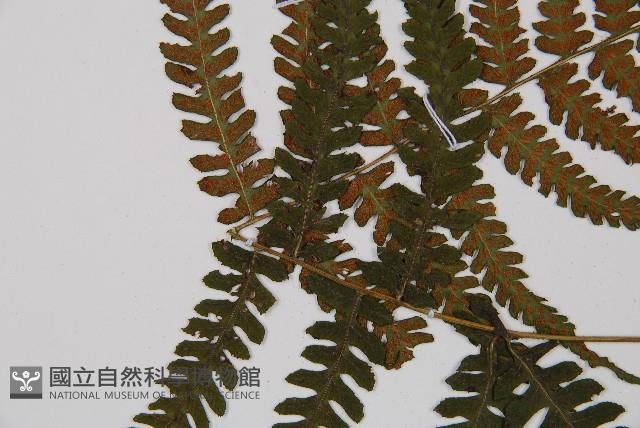 東洋蹄蓋蕨藏品圖，第4張