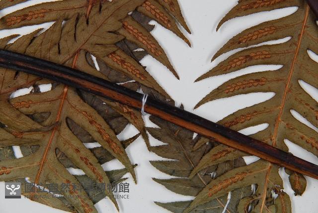 生芽狗脊蕨、頂芽狗脊蕨藏品圖，第4張