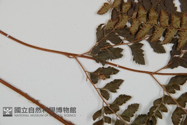斜方複葉耳蕨藏品圖，第3張