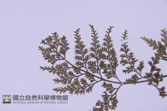 尖葉鐵角蕨藏品圖，第4張