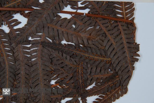 金狗毛蕨藏品圖，第3張