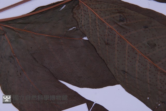 南投三叉蕨藏品圖，第4張