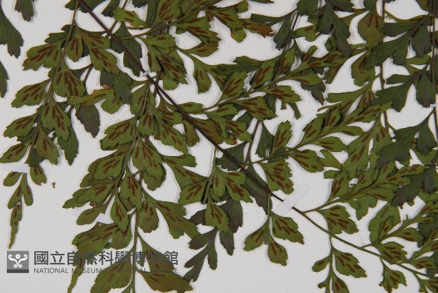 大黑柄鐵角蕨藏品圖，第7張