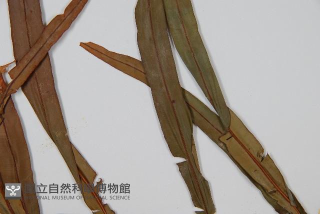 烏毛蕨藏品圖，第3張