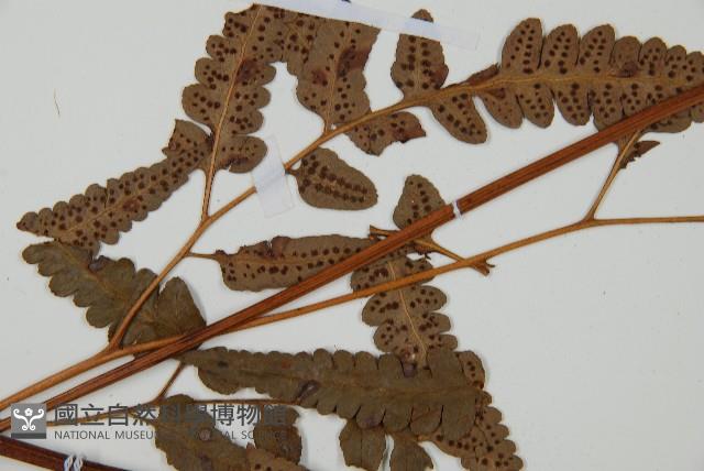 大片複葉耳蕨藏品圖，第4張