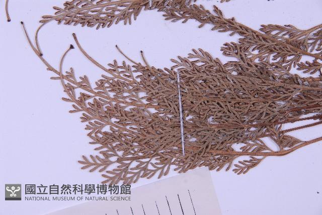 長生鐵角蕨藏品圖，第4張