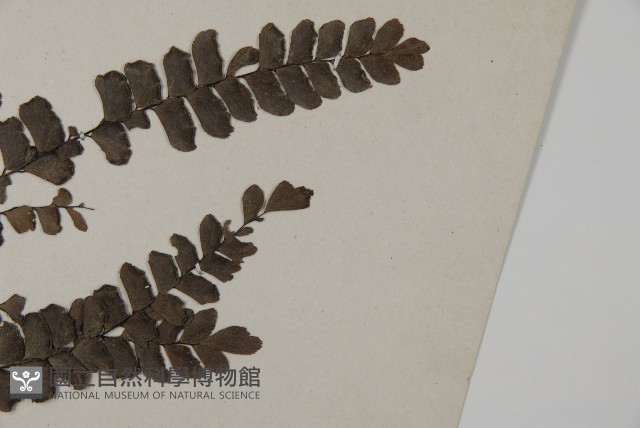 扇葉鐵線蕨藏品圖，第3張